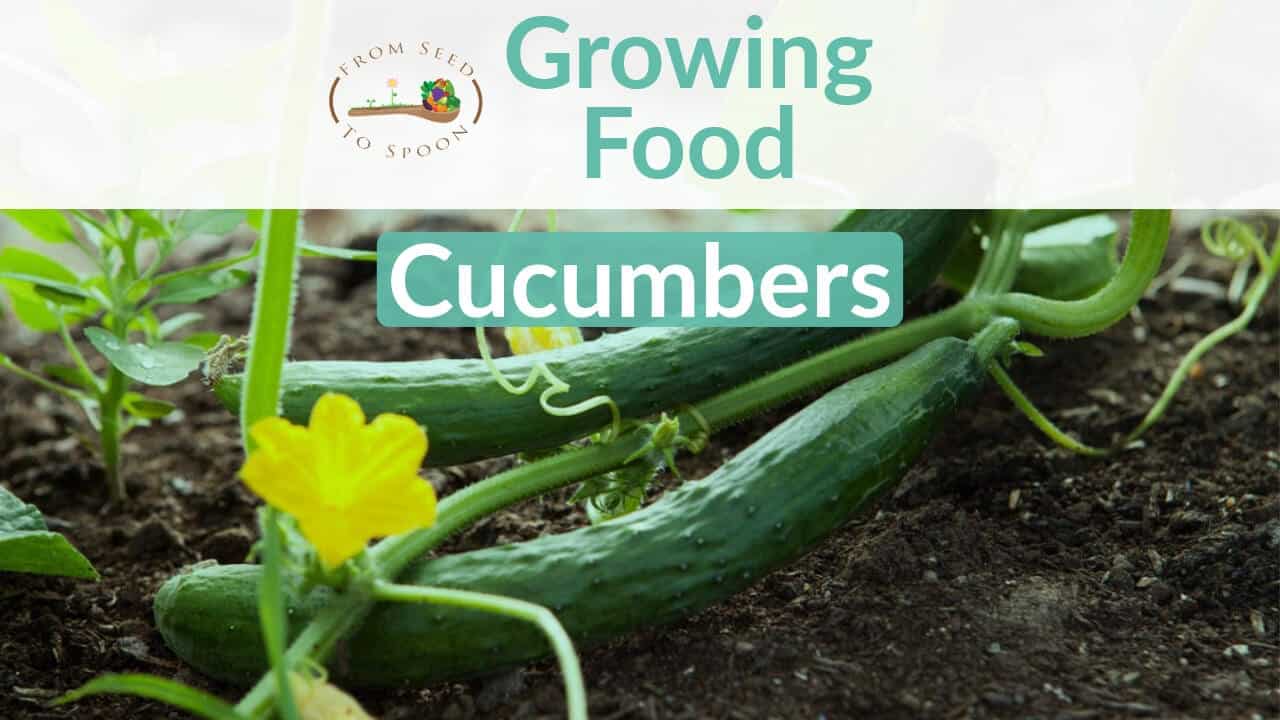 Cucumbers blog post