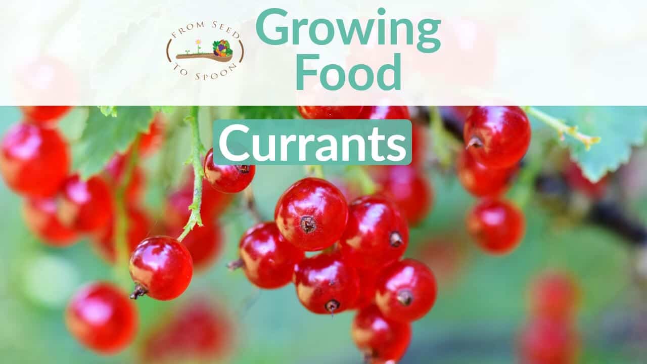 Currants blog post