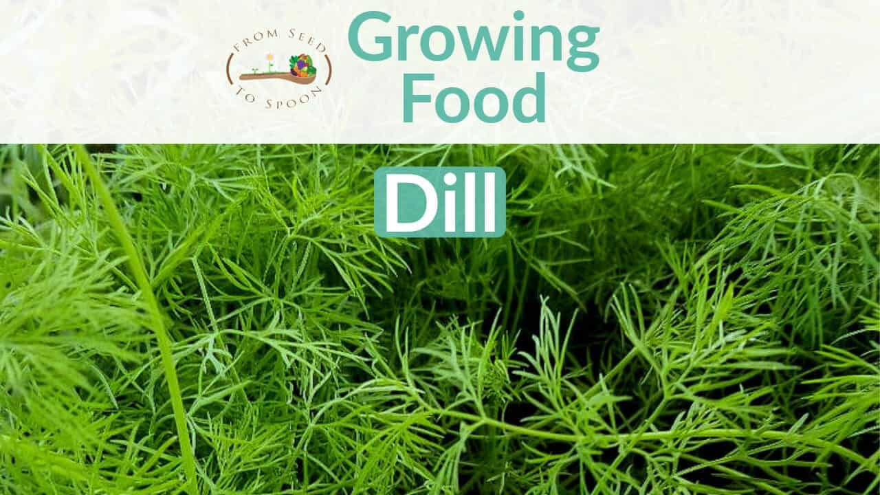 Dill blog post