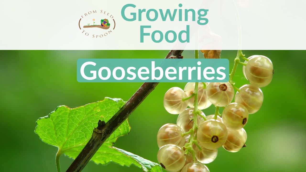 Gooseberries blog post