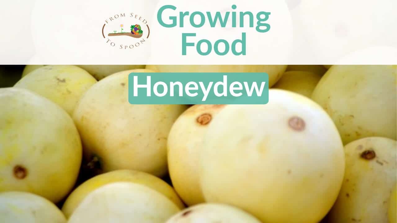 Organic Seeds — Honey Dew — San Diego Seed Company
