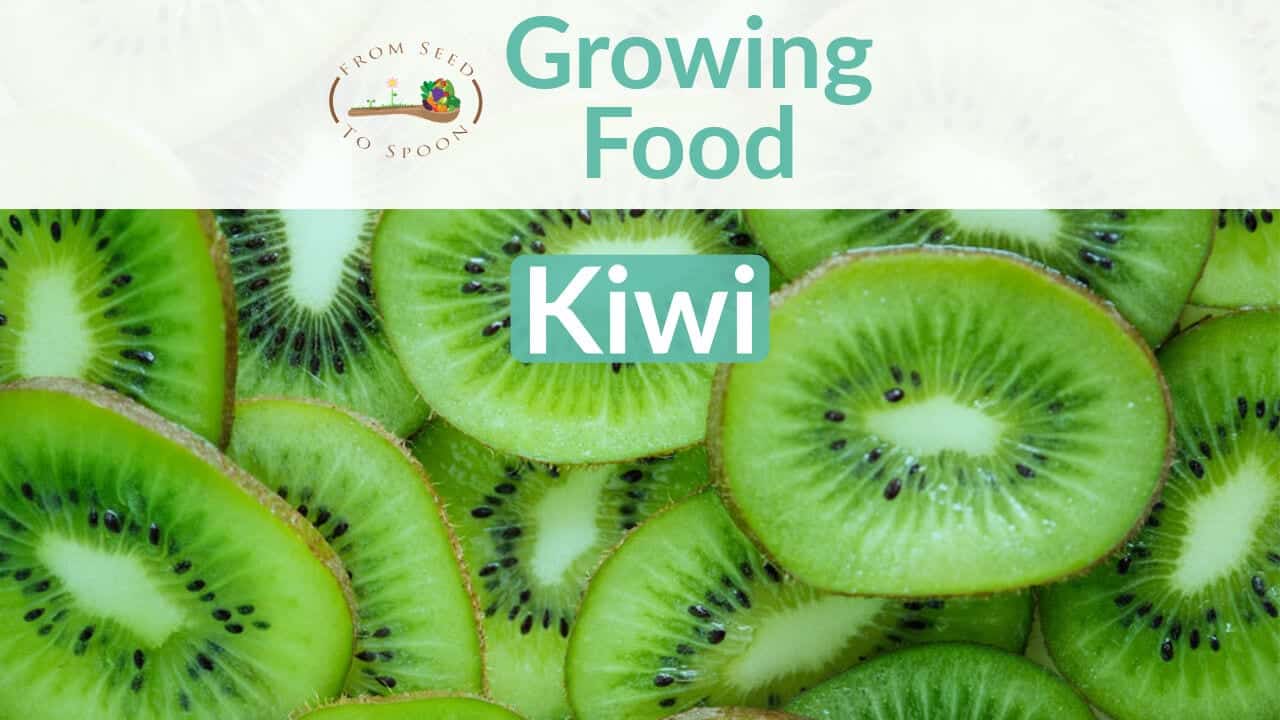 Kiwi blog post