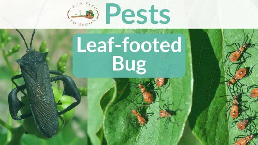 Insect Pest Control: How to Manage the Leaf-Footed Bug in Your Garden ...