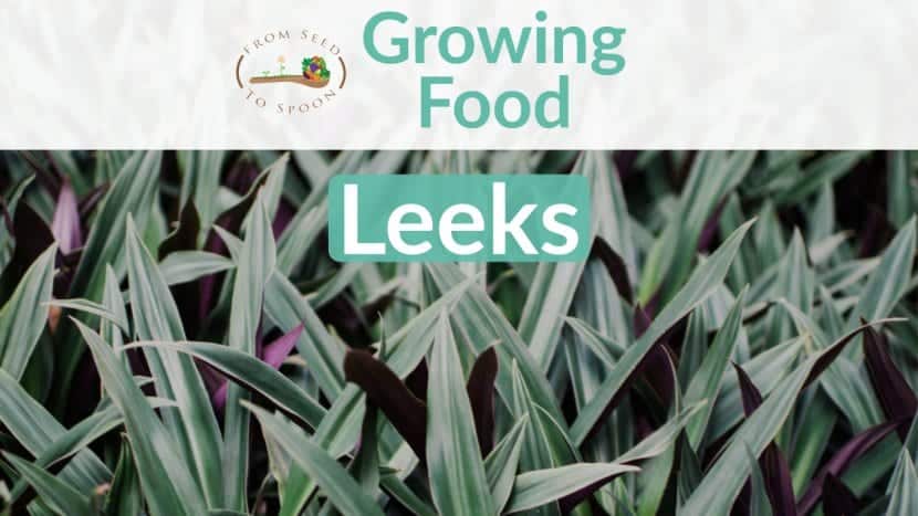 Leeks blog post