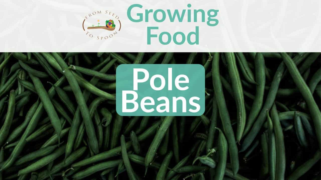 Image of Pole beans loofah companion plants