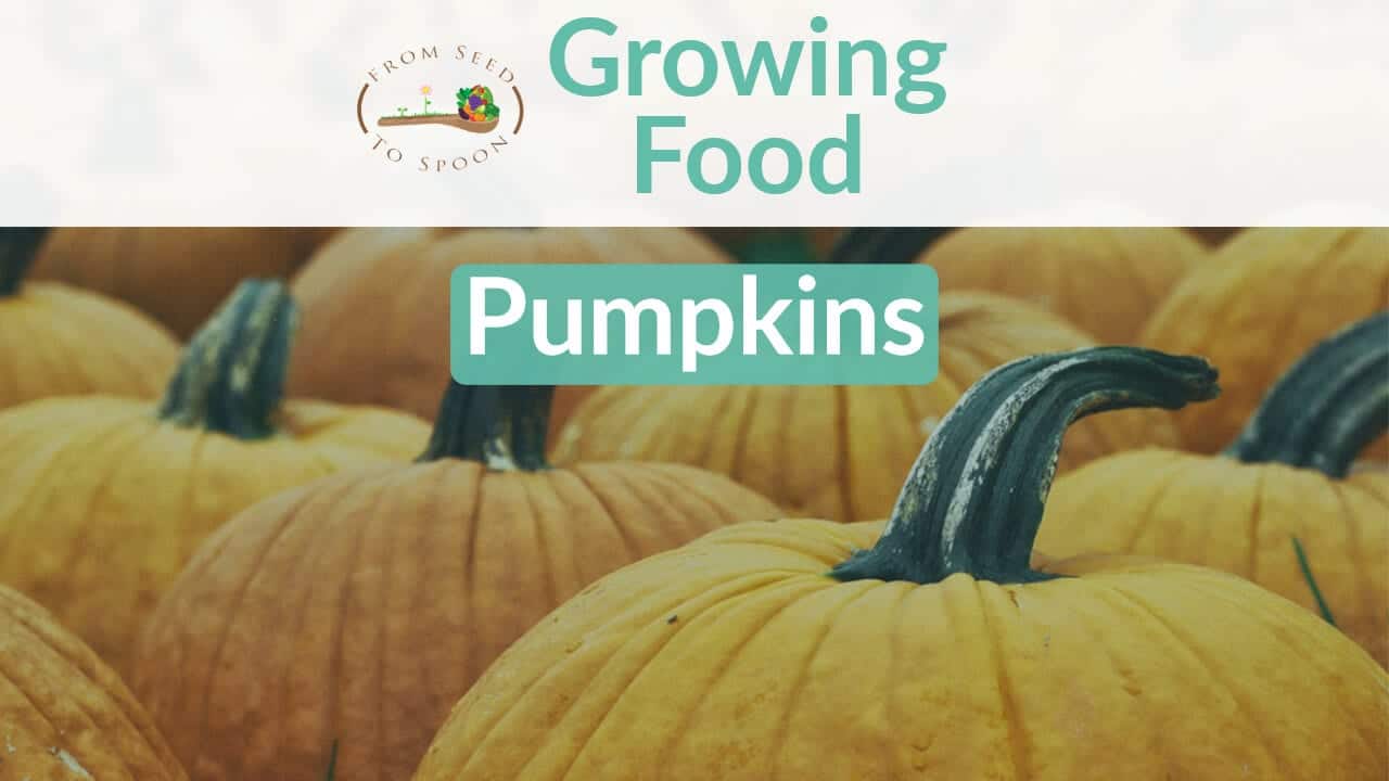 Pumpkin blog post