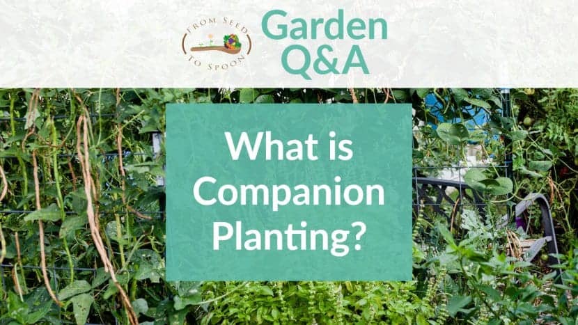 Q&A_ Companion Planting