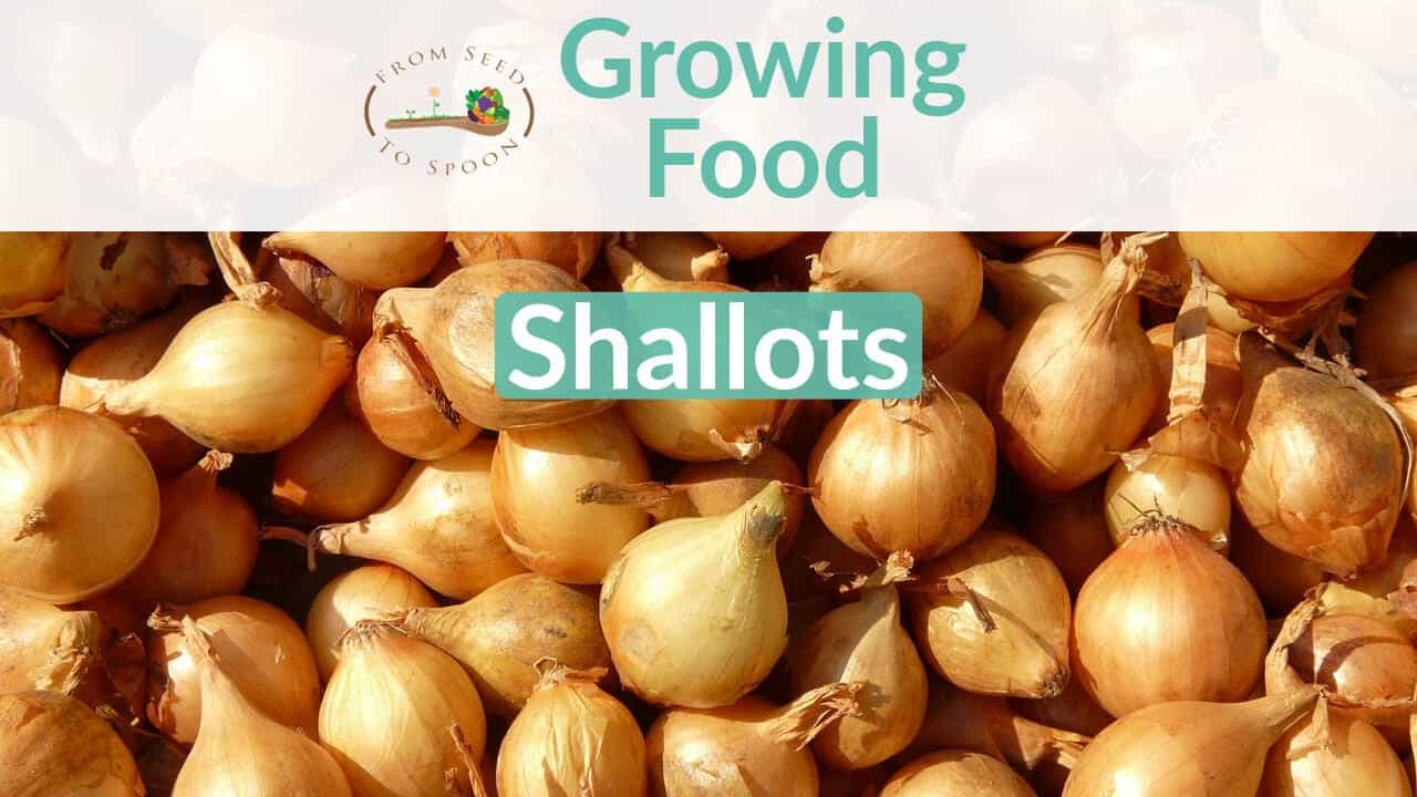 Growing Organic Shallots