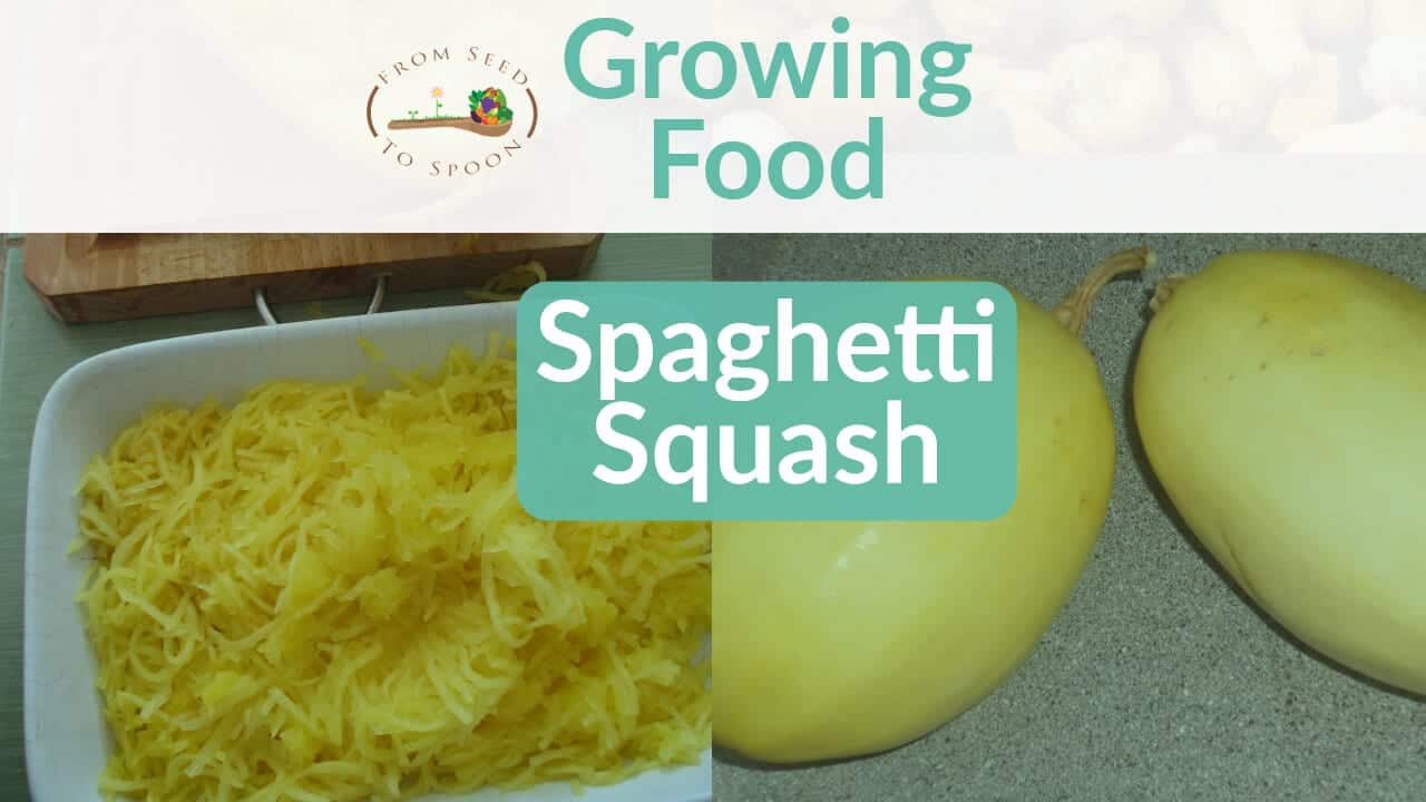 Image of Pole beans spaghetti squash companion plants