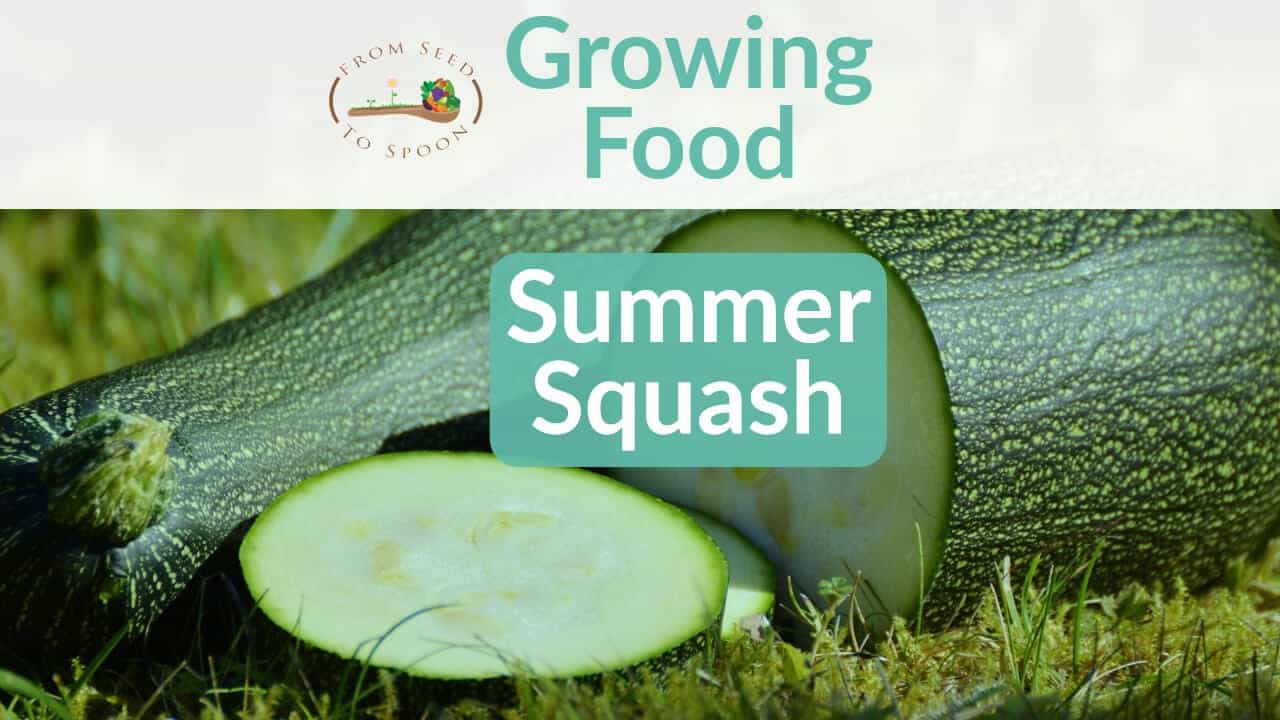 Summer Squash blog post