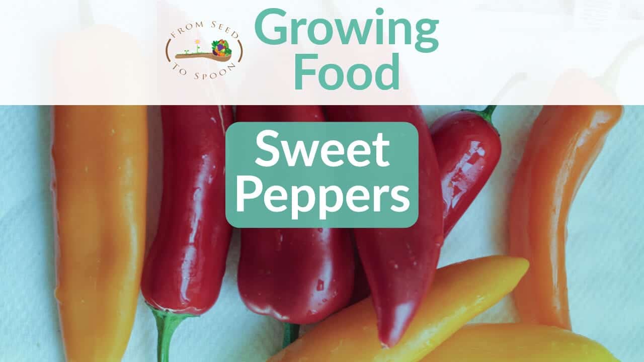 Sweet Peppers blog post