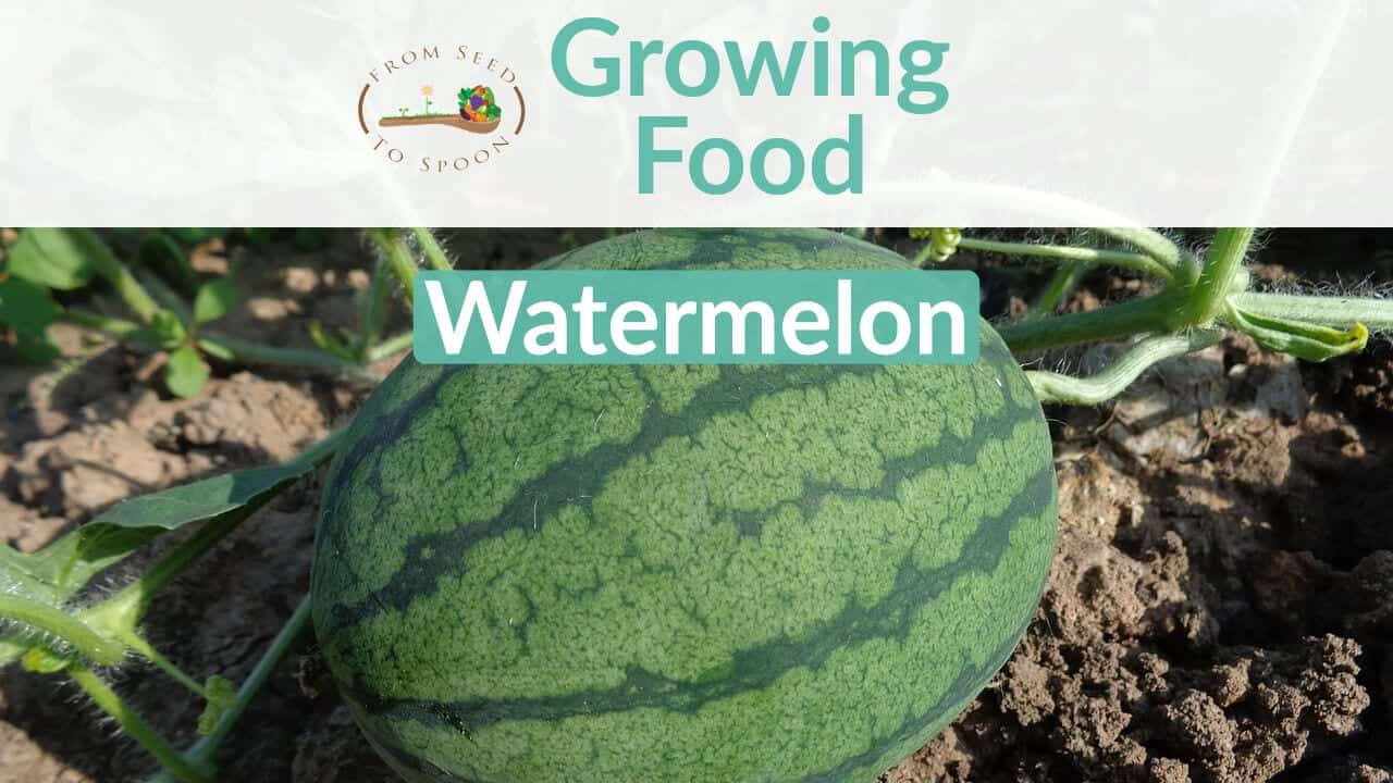 Watermelon How To Grow And When To Plant In Your Backyard Or