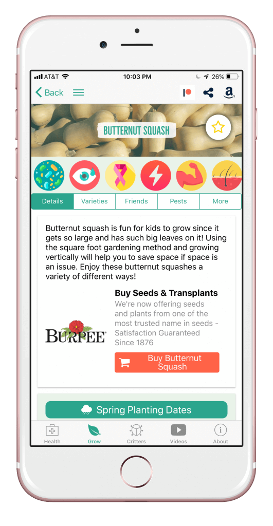 butternut squash