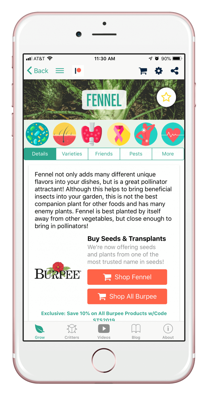 Fennel: How to Grow and When to Plant in Your Backyard or Patio Garden