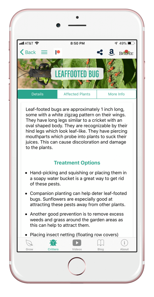 leaffootedbug