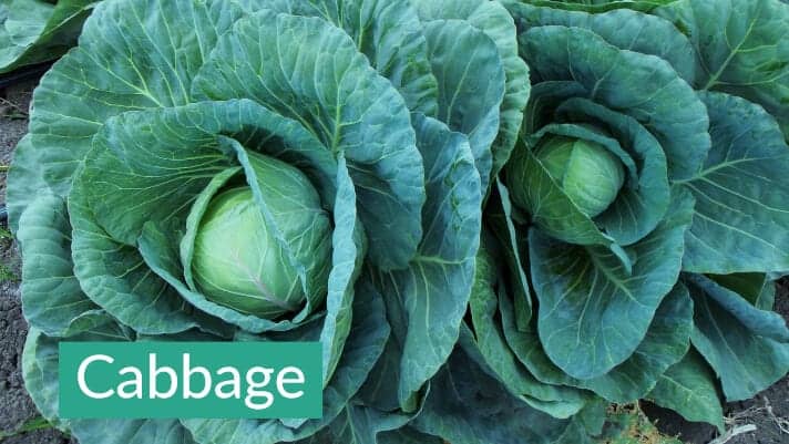 Cabbage