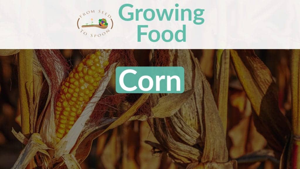 Corn blog post