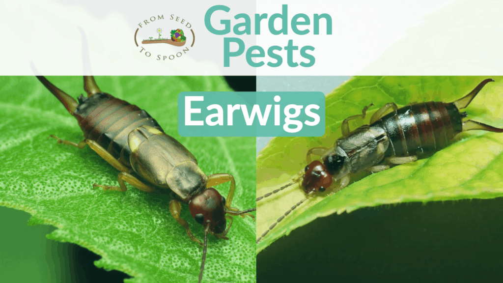 earwigs