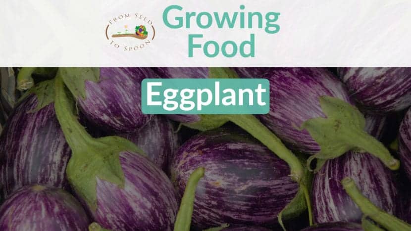 Eggplant blog post