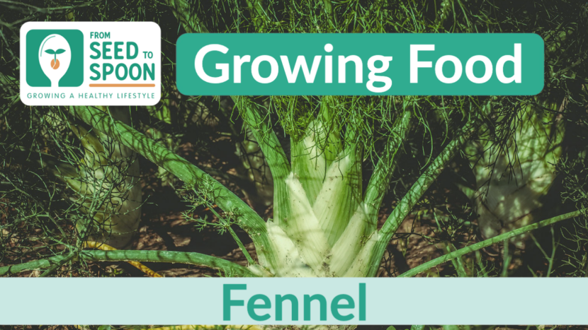 fennel