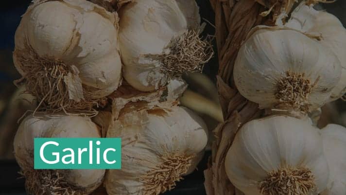 Garlic