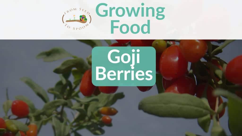 Goji Berries blog post