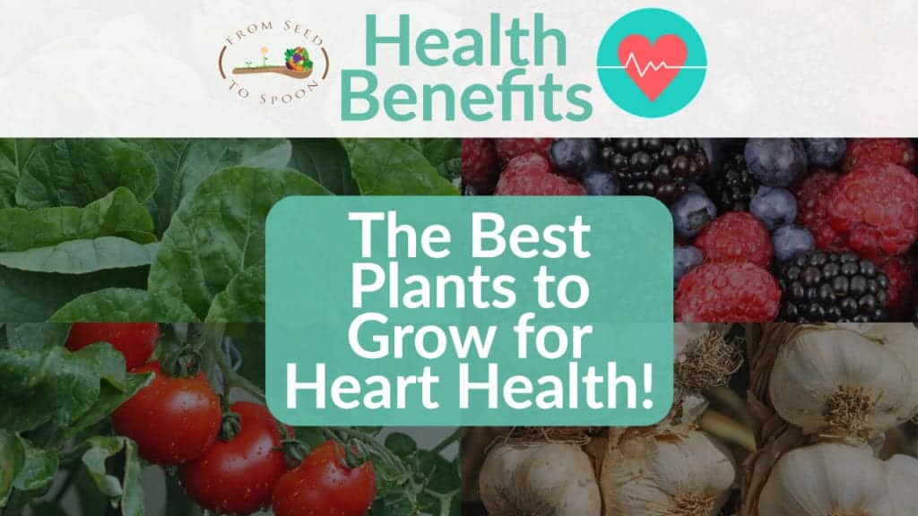 Heart Health blog post