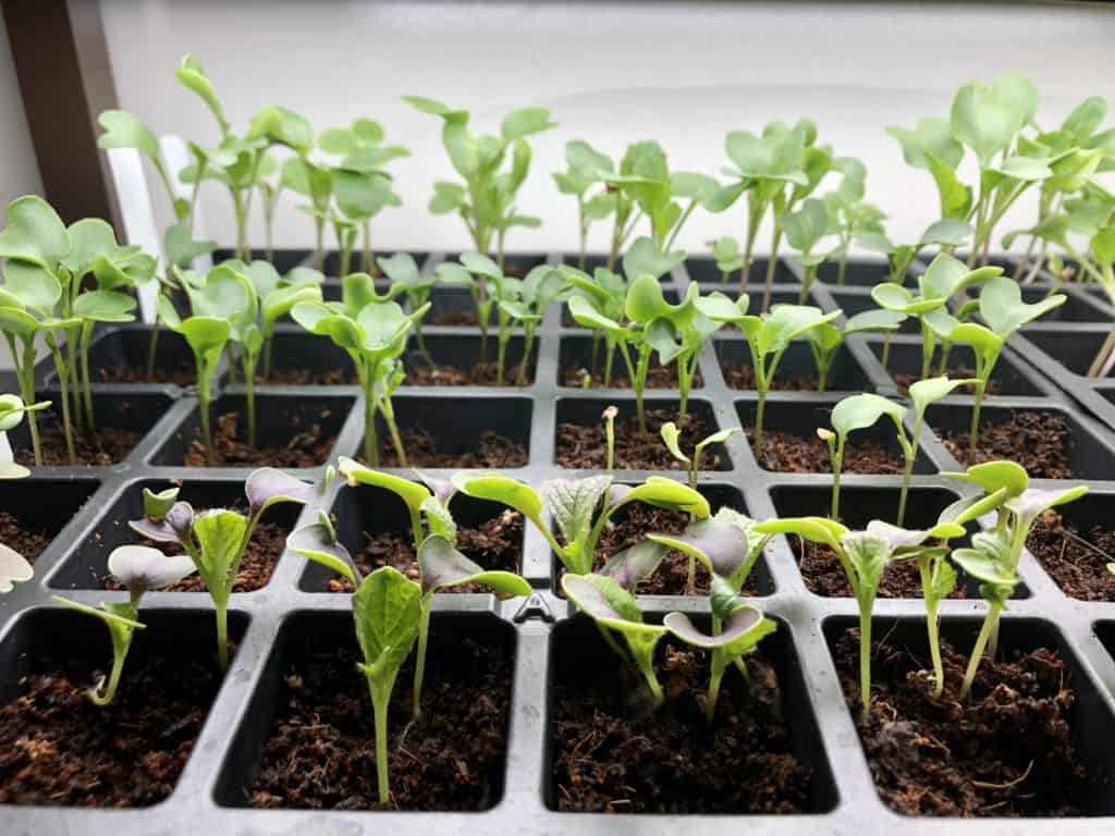 seedlings