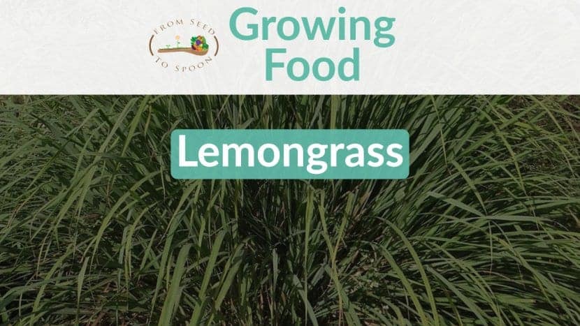 Lemongrass blog post