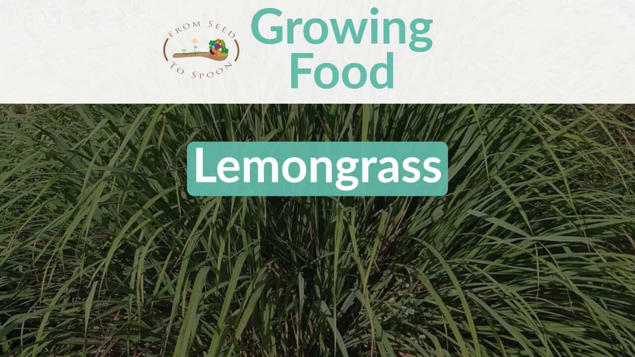 Lemongrass blog post