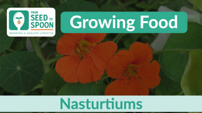 Image of Nasturtiums loofah companion plants