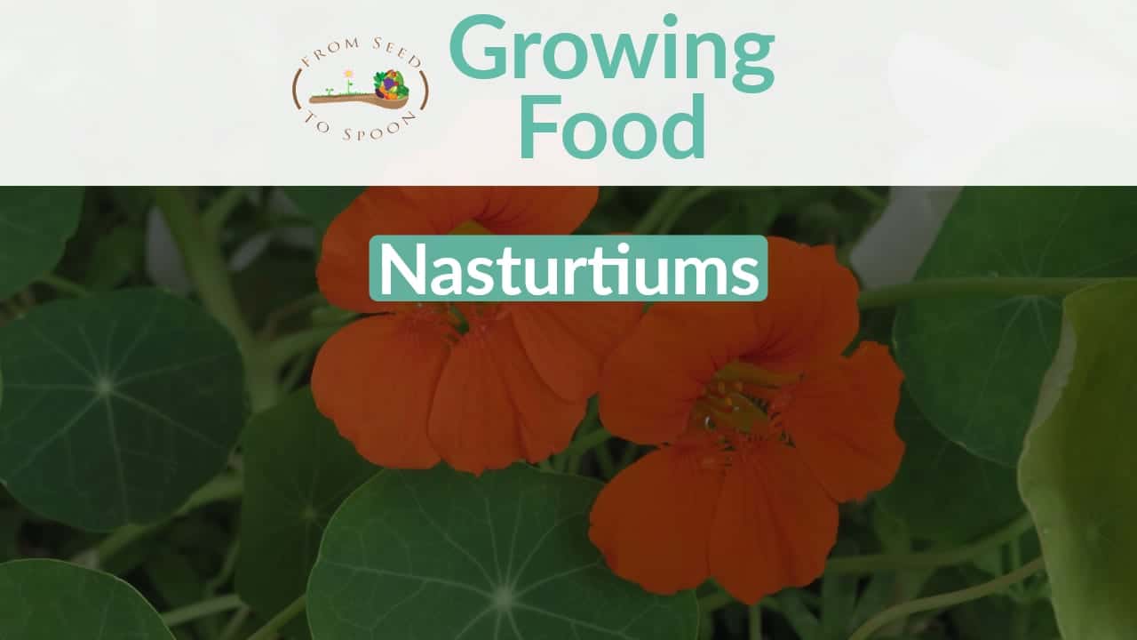 Nasturtiums: How to Grow and When to Plant in Your Backyard or Patio Garden!  – From Seed to Spoon Vegetable Garden Planner Mobile App