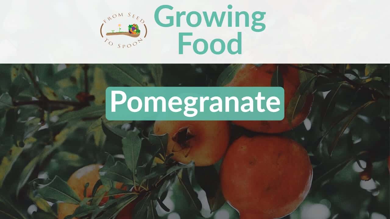 Pomegranate blog post