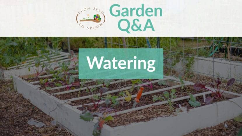 Q&A_ Watering