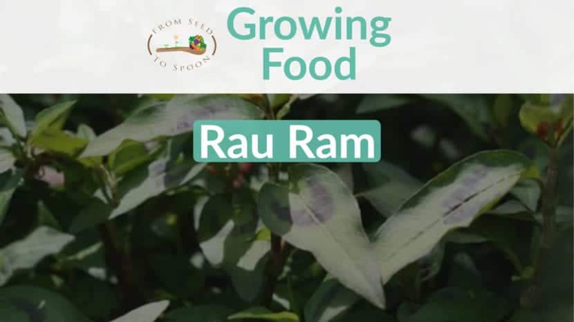 Rau Ram blog post