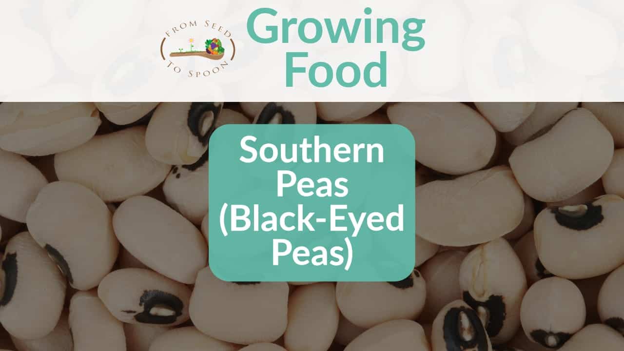 Southern Peas blog post