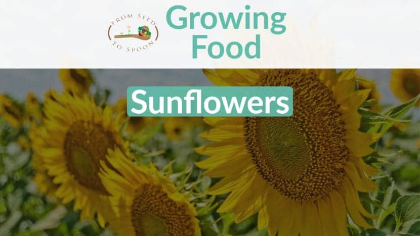 Sunflower blog post