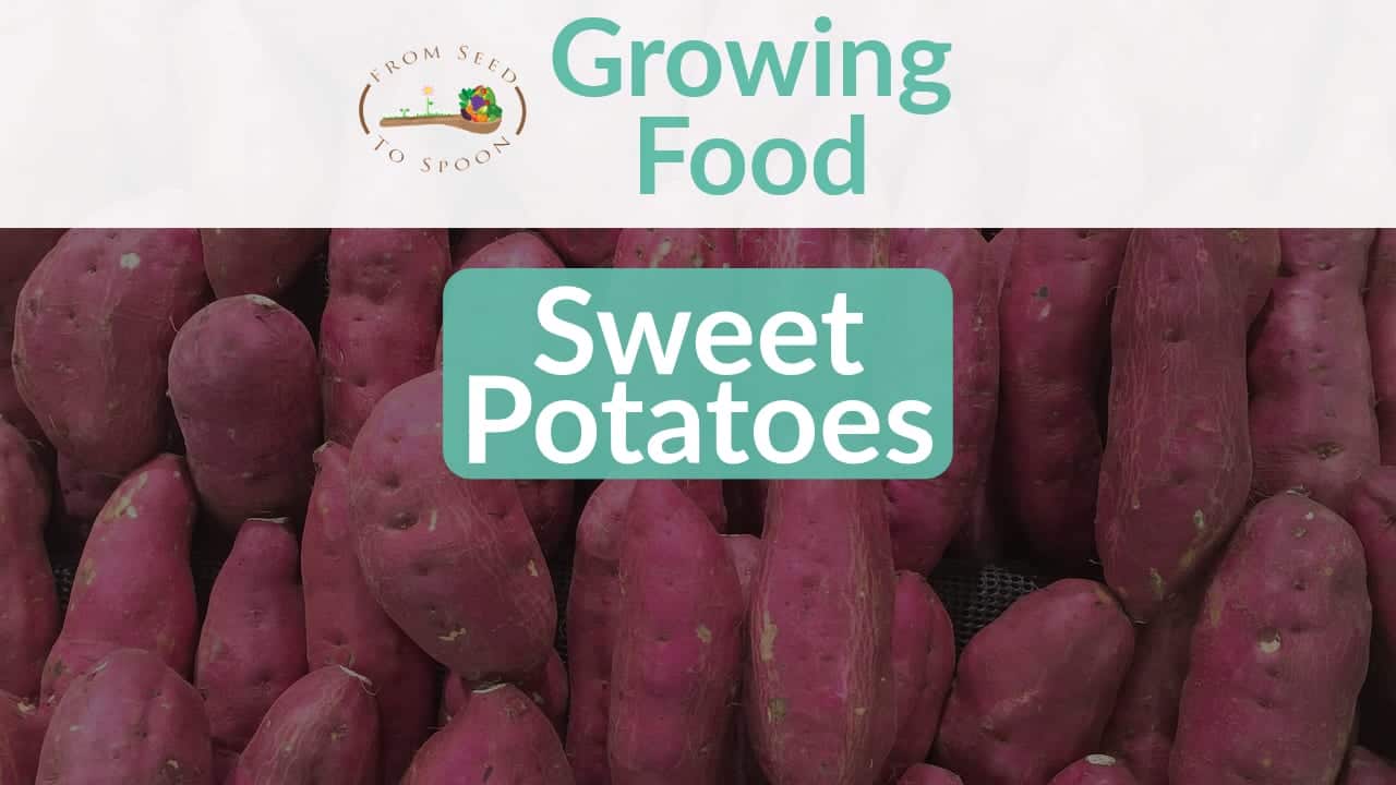 Sweet Potatoes blog post