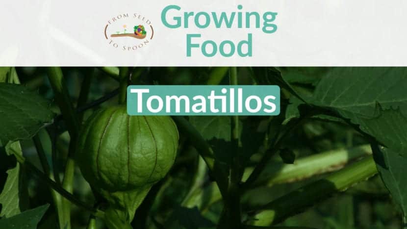 Tomatillos blog post