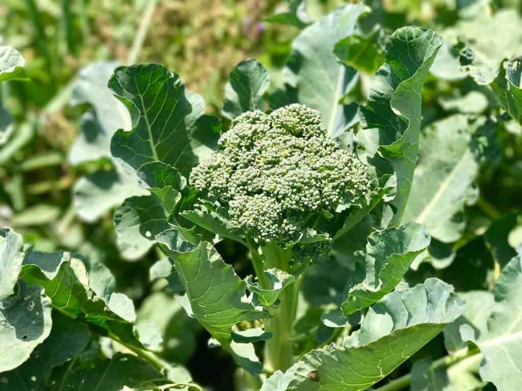 Grow Broccoli in Your Backyard Vegetable Garden in February
