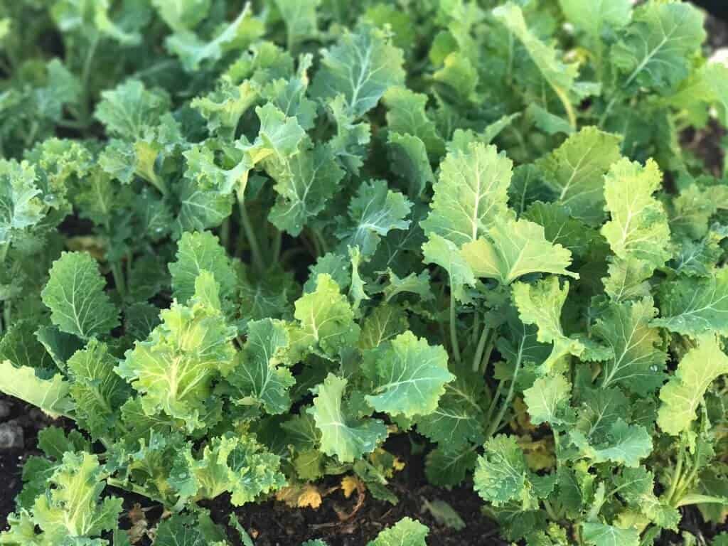 Grow Kale In Your Backyard Garden