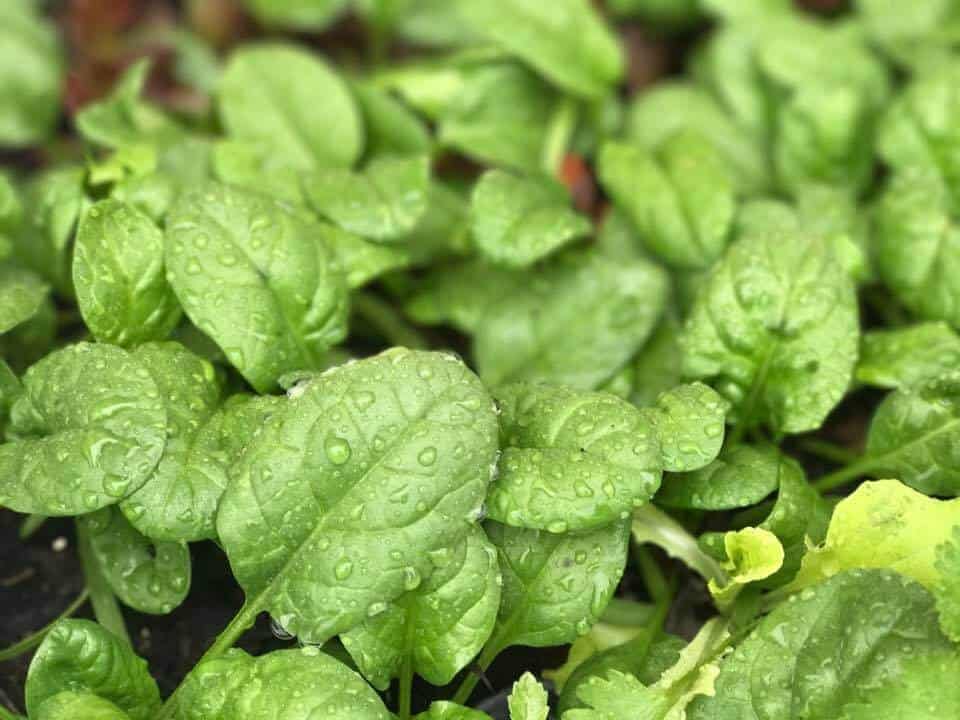Grow Spinach in Your Backyard Vegetable Garden in February
