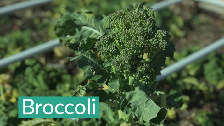 Broccoli