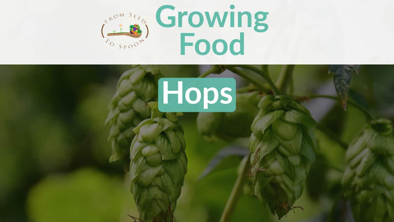 Image of Hops companion plant for elderberry