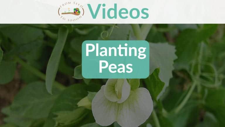 Peas Video