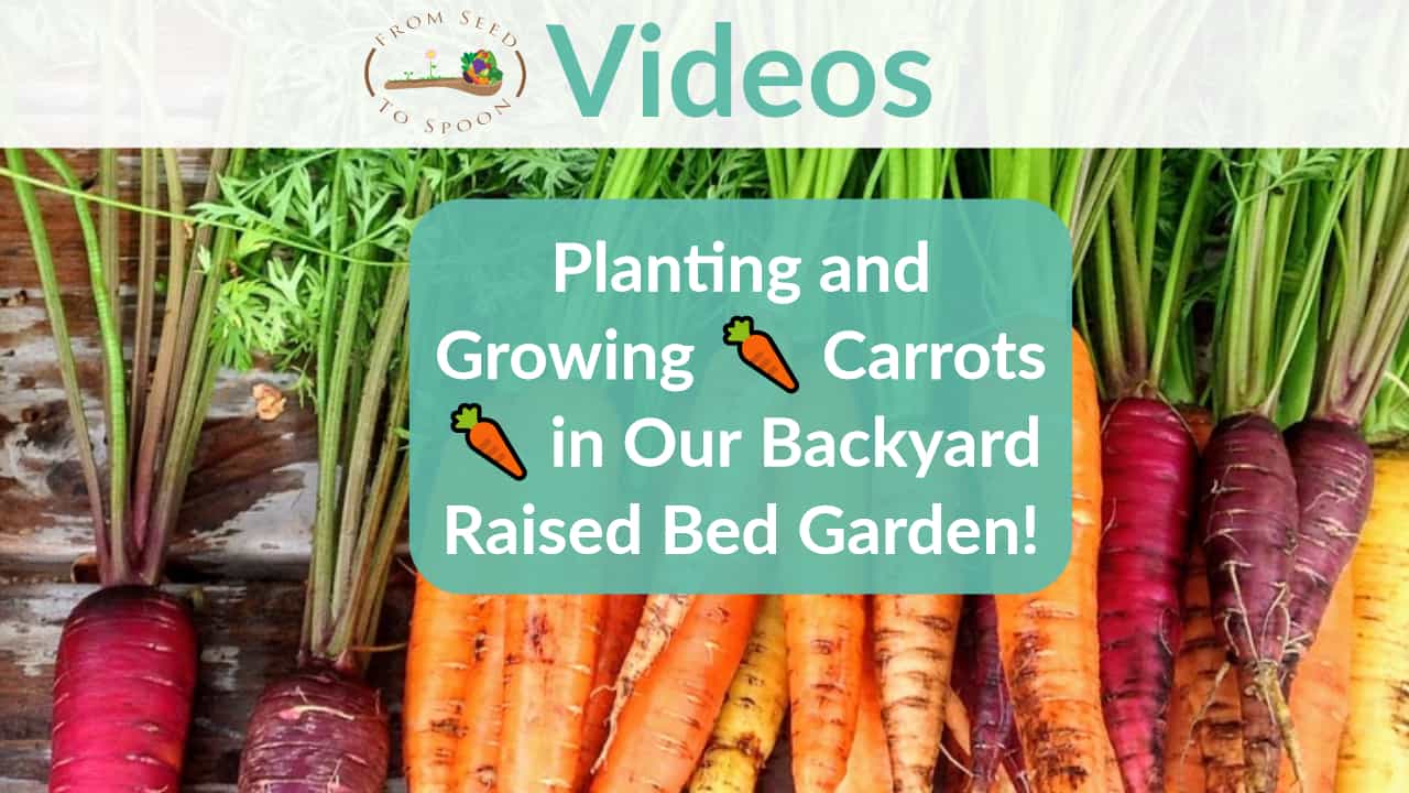 Planting Carrots video