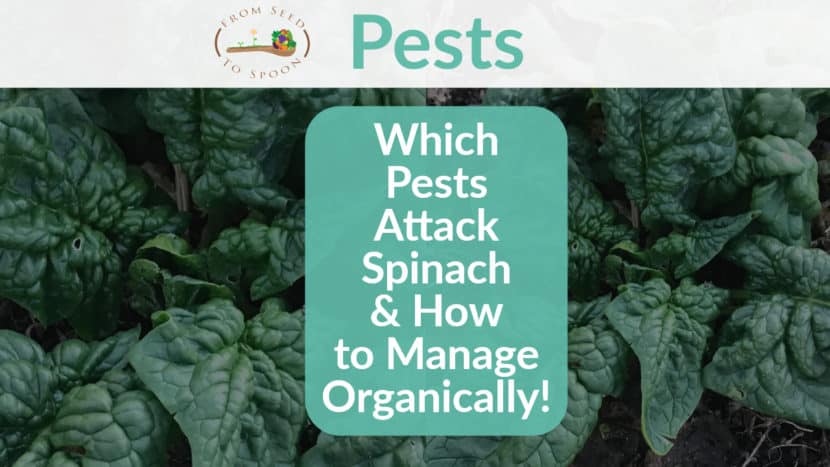 Spinach pests