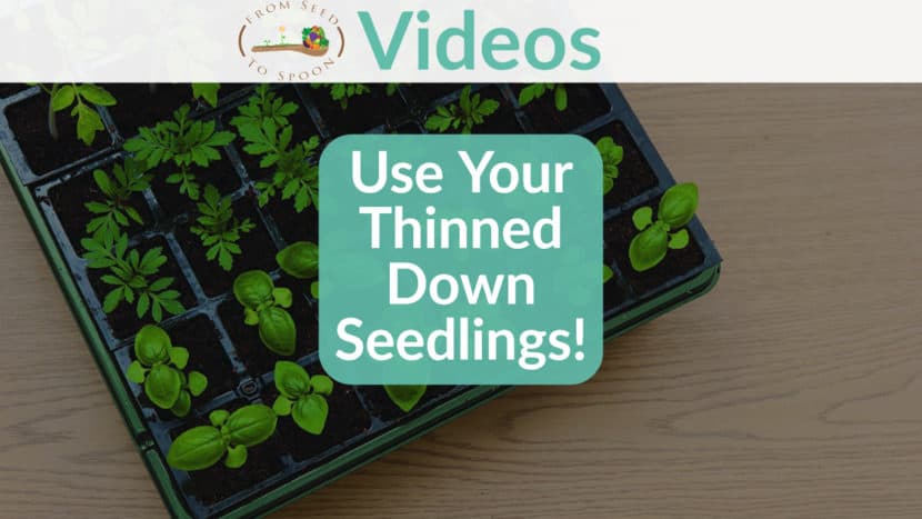Thinned Down Seedlings