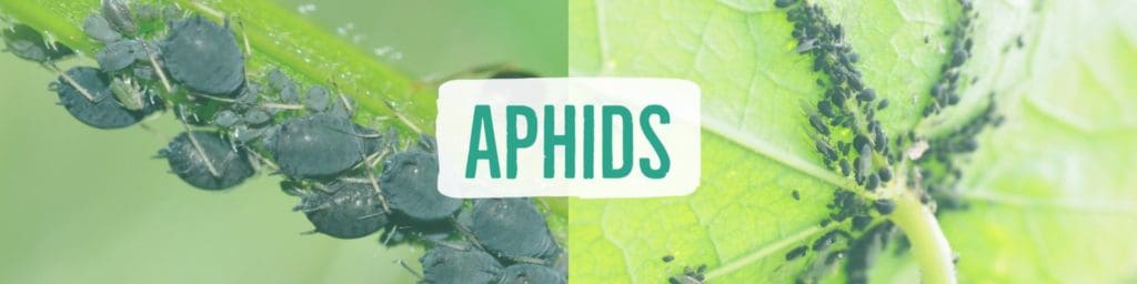 aphids-header