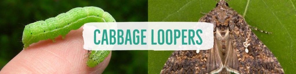 cabbageloopers-header